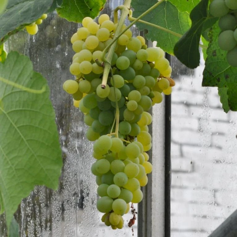 Vin 'Himrod' Vitis Vinifera 'Himrod' Potte 3,0 Liter,- Opbundet 80-100 Cm. 3 Vin 'Himrod' Vitis Vinifera 'Himrod' Potte 3,0 Liter,- Opbundet 80-100 Cm.