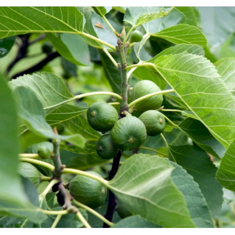 Bornholmsk Figen Ficus Carica 'Bornholm' 5 Liter Potte 3 Bornholmsk Figen Ficus Carica 'Bornholm' 5 Liter Potte