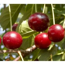 Surkirsebær 'Fanal' Prunus Cerasus 'Fanal' 4-8 Grene, 130-170 Cm. 10 Liter Potte (Colt)