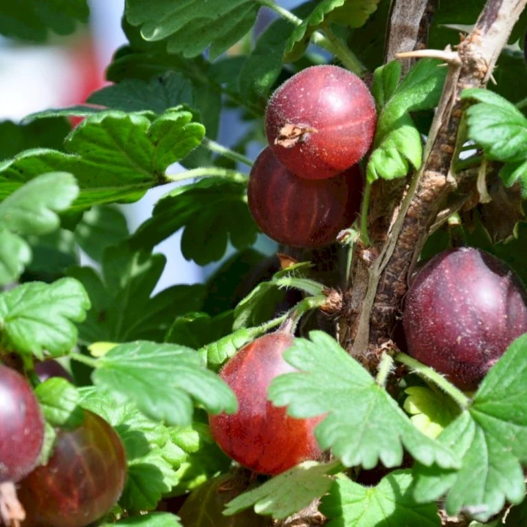 Stikkelsbær 'Captivator' Ribes Uva-crispa 'Captivator' 5 Liter Potte 3 Stikkelsbær 'Captivator' Ribes Uva-crispa 'Captivator' 5 Liter Potte