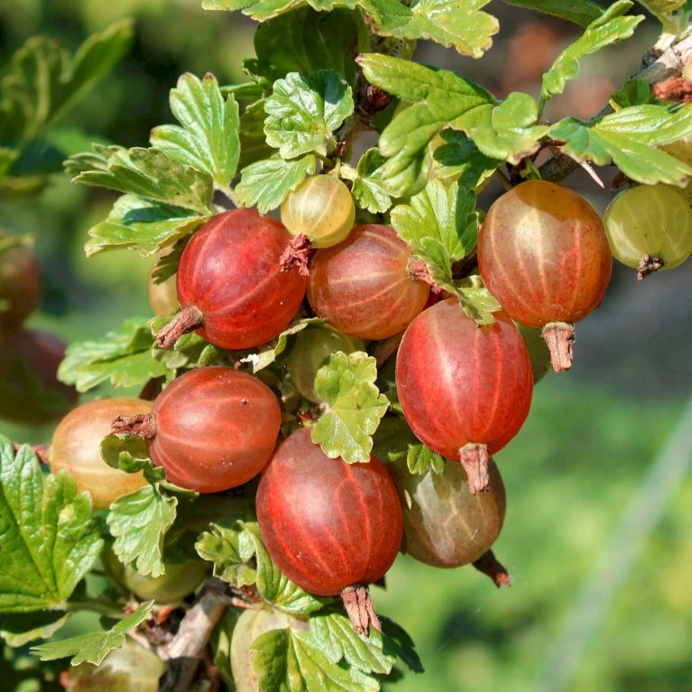 Stikkelsbær 'Captivator' Ribes Uva-crispa 'Captivator' 5 Liter Potte 6 Stikkelsbær 'Captivator' Ribes Uva-crispa 'Captivator' 5 Liter Potte - Billede 4