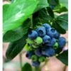 Storfrugtet Blåbær 'Denise Blue' Vaccinium Corymbosum 'Denise Blue' Potte 2,5 Liter, - 25-30 Cm. -Osmo Salgsbutik p22722 41111 vaccinium corymbosum denise blue 765a