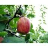 Æble 'Rød Gråsten' Malus X 'Rød Gråsten' 4-8 Grene. 120-160 Cm. Potte, (M7) -Osmo Salgsbutik p2282 1754 malus x roed graasten 49f4