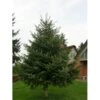 Nordmannsgran Abies Nordmanniana Potte 7,5 Liter 60-80 Cm. -Osmo Salgsbutik p2291 1760 abies nordmanniana c7b5