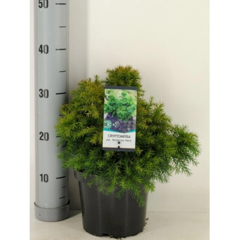 Japansk Kryptomeria 'Monstrosa Nana' Cryptomeria Japonica 'Monstrosa Nana' Potte 3,0 Liter,- 25-30 Cm. 3 Japansk Kryptomeria 'Monstrosa Nana' Cryptomeria Japonica 'Monstrosa Nana' Potte 3,0 Liter,- 25-30 Cm.