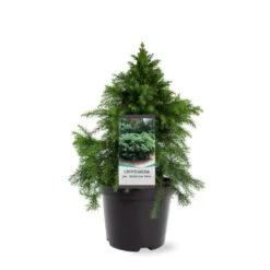 Japansk Kryptomeria 'Monstrosa Nana' Cryptomeria Japonica 'Monstrosa Nana' Potte 3,0 Liter,- 25-30 Cm. 8 Japansk Kryptomeria 'Monstrosa Nana' Cryptomeria Japonica 'Monstrosa Nana' Potte 3,0 Liter,- 25-30 Cm. -Osmo Salgsbutik p23025 38796 image 744b