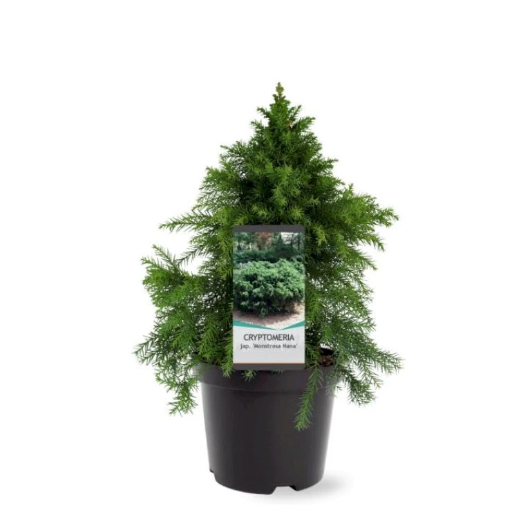 Japansk Kryptomeria 'Monstrosa Nana' Cryptomeria Japonica 'Monstrosa Nana' Potte 3,0 Liter,- 25-30 Cm. 5 Japansk Kryptomeria 'Monstrosa Nana' Cryptomeria Japonica 'Monstrosa Nana' Potte 3,0 Liter,- 25-30 Cm. - Billede 3
