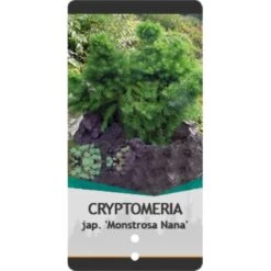 Japansk Kryptomeria 'Monstrosa Nana' Cryptomeria Japonica 'Monstrosa Nana' Potte 3,0 Liter,- 25-30 Cm. 9 Japansk Kryptomeria 'Monstrosa Nana' Cryptomeria Japonica 'Monstrosa Nana' Potte 3,0 Liter,- 25-30 Cm. -Osmo Salgsbutik p23025 38797 image 16ae