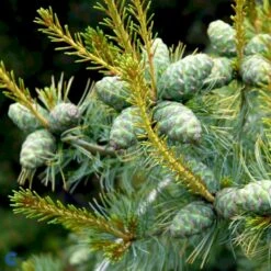 Penselfyr 'Tempelhof' Pinus Parviflora 'Tempelhof' Potte 2,5 Liter, - 25-30 Cm. -Osmo Salgsbutik p23193 53997 pinus parviflora tempelhof cdad