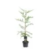 Rødtræ Sequoia Sempervirens Potte 5,0 Liter,- 80-100 Cm. -Osmo Salgsbutik p23207 43365 sequoia sempervirens b779