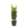 Almindelig Taks 'David' Taxus Baccata 'David' Potte 3,0 Liter,- 40-60 Cm. -Osmo Salgsbutik p23213 43367 taxus baccata david 6c25