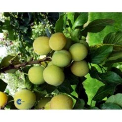 Blomme 'Quillins Reine Claude' Prunus Domestica 'R.C. Quillins' Dværgtræ, 3-5 Grene, 6,7 Liter Potte, 80-100 Cm.