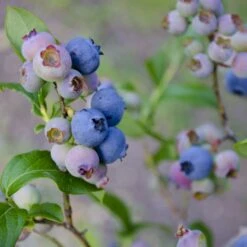 Storfrugtet Blåbær 'Patriot' Vaccinium Corymbosum 'Patriot' Potte 3,0 Liter,- Opbundet -Osmo Salgsbutik p243 50682 vaccinium corymbosum patriot 9809
