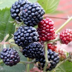 Tornfri Brombær 'Thornfree' Rubus Fruticosus 'Thornfree' Potte 2,0 Liter,- Opbundet