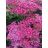 Almindelig Røllike 'Pink Grapefruit' Achillea Millefolium 'Pink Grapefruit' 1 Liter Potte -Osmo Salgsbutik p24797 46318 achillea millefolium pink grapefruit fccc