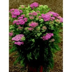 Almindelig Røllike 'Pink Grapefruit' Achillea Millefolium 'Pink Grapefruit' 1 Liter Potte -Osmo Salgsbutik p24797 46319 achillea millefolium pink grapefruit 7dcb