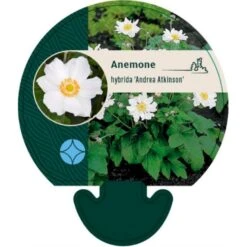 Høstanemone Anemone X Hybrida 'Andrea Atkinson' 9 Cm. Potte