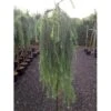 Hængende Japansk Lærk 'Stiff Weeping' Larix Kaempferi 'Stiff Weeping' Opstammet,- Potte 12 Liter,- 150 Cm. Stamme -Osmo Salgsbutik p2503 9063 larix kaempferi stiff weeping cc81