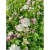 Bayersk Stjerneskærm Astrantia Bavarica 1 Liter Potte -Osmo Salgsbutik p25291 46284 astrantia bavarica 0e0c