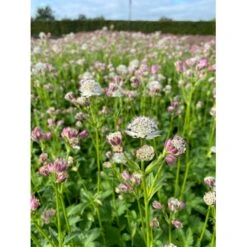 Bayersk Stjerneskærm Astrantia Bavarica 1 Liter Potte -Osmo Salgsbutik p25291 46285 astrantia bavarica ac0f