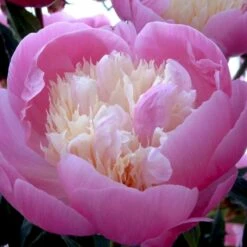 Silkepæon 'Bowl Of Beauty' Paeonia Lactiflora 'Bowl Of Beauty' 3,0 Liter Potte -Osmo Salgsbutik p2539 47930 paeonia lactiflora bowl of beauty 8d9d