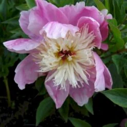 Silkepæon 'Bowl Of Beauty' Paeonia Lactiflora 'Bowl Of Beauty' 3,0 Liter Potte -Osmo Salgsbutik p2539 47931 paeonia lactiflora bowl of beauty e621