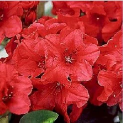 (yak.) 'Dopey' Rhododendron Yakushimanum 'Dopey' Potte 5,0 Liter,- 25-30 Cm. 10 (yak.) 'Dopey' Rhododendron Yakushimanum 'Dopey' Potte 5,0 Liter,- 25-30 Cm. -Osmo Salgsbutik p2543 1944 r yakushimanum dopey 51e4
