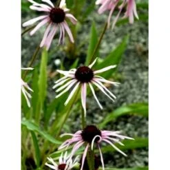 Purpursolhat Echinacea Pallida 1 Liter Potte