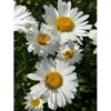 Kæmpemargerit Leucanthemum 'Becky' 1 Liter Potte -Osmo Salgsbutik p26691 41144 leucanthemum becky 7f3b