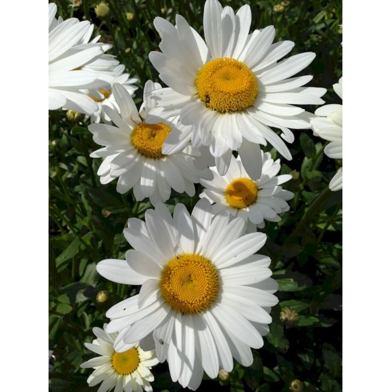 Kæmpemargerit Leucanthemum 'Becky' 1 Liter Potte 3 Kæmpemargerit Leucanthemum 'Becky' 1 Liter Potte