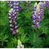 Staudelupin 'Blue Shades Gallery' Lupinus Polyphyllus 'Blue Shades Gallery' 1 Liter Potte