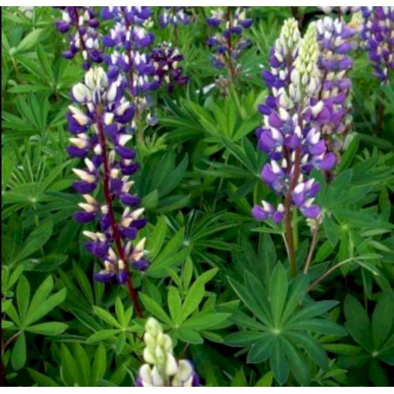 Staudelupin 'Blue Shades Gallery' Lupinus Polyphyllus 'Blue Shades Gallery' 1 Liter Potte 3 Staudelupin 'Blue Shades Gallery' Lupinus Polyphyllus 'Blue Shades Gallery' 1 Liter Potte