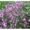 Trævlekrone Lychnis Flos-cuculi 10 Cm. Potte -Osmo Salgsbutik p26823 37916 lychnis flos cuculi 3349
