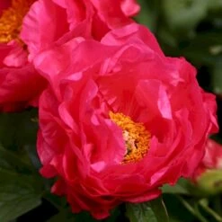 Silkepæon 'Paula Fay' Paeonia Lactiflora 'Paula Fay' 3,0 Liter Potte