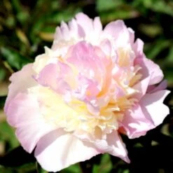 Silkepæon 'Raspberry Sundae' Paeonia Lactiflora 'Raspberry Sundae' 3,0 Liter Potte -Osmo Salgsbutik p27038 47903 paeonia lactiflora raspberry sundae 2d91