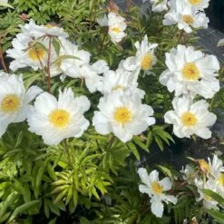 Silkepæon 'White Wings' Paeonia Lactiflora 'White Wings' 3,0 Liter Potte -Osmo Salgsbutik p27047 47917 paeonia lactiflora white wings acec