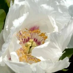 Silkepæon 'White Wings' Paeonia Lactiflora 'White Wings' 3,0 Liter Potte -Osmo Salgsbutik p27047 47919 paeonia lactiflora white wings 1393