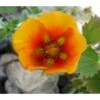 Staudepotentil Potentilla Atro. Var. Argyrophylla 1 Liter Potte -Osmo Salgsbutik p27429 38549 potentilla atro var argyrophylla 7197