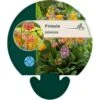 Etageprimula Primula Bulleesiana 9 Cm. Potte 1 Etageprimula Primula Bulleesiana 9 Cm. Potte -Osmo Salgsbutik p27466 44377 primula bulleesiana a7e1