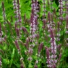 Staudesalvie 'Amethyst' Salvia Nemorosa 'Amethyst' 1 Liter Potte