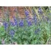 Stormhat Aconitum Carmichaelii 1 Liter Potte 1 Stormhat Aconitum Carmichaelii 1 Liter Potte -Osmo Salgsbutik p2773 21364 aconitum carmichaelii fischeri 26ef