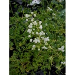 Stor Violfrøstjerne Thalictrum Splendide 'White' 1 Liter Potte