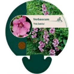 Kongelys Verbascum 'Pink Domino' Bakke Med 12 Stk.