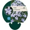 Hornviol Viola Cornuta 'Boughton Blue' Bakke Med 12 Stk. 2 Hornviol Viola Cornuta 'Boughton Blue' Bakke Med 12 Stk. -Osmo Salgsbutik p28205 45446 viola cornuta boughton blue ed29