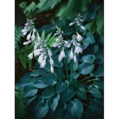 Funkia 'Blue Cadet' Hosta Hybrid 'Blue Cadet' 1 Liter Potte