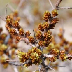 Havtorn 'Leikora' Hippophae Rhamnoides 'Leikora' (Hunplante) Potte 2,0 Liter,- Opbundet -Osmo Salgsbutik p28687 48710 hippophae rhamnoides leikora hunplante e438