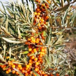 Havtorn 'Leikora' Hippophae Rhamnoides 'Leikora' (Hunplante) Potte 2,0 Liter,- Opbundet -Osmo Salgsbutik p28687 50597 hippophae rhamnoides leikora hunplante e732