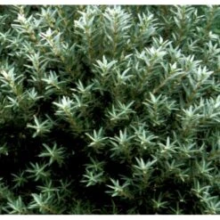 Havtorn (ej Kønssorterede) Hippophae Rhamnoides (ej Kønssorterede) Potte 7,5 Liter 80-100 Cm. -Osmo Salgsbutik p28690 41270 hippophae rhamnoides ej koensselekteret 3e10