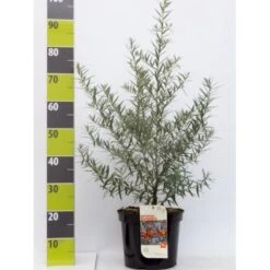 Havtorn (ej Kønssorterede) Hippophae Rhamnoides (ej Kønssorterede) Potte 7,5 Liter 80-100 Cm.