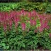 Astilbe 'Pumila' Astilbe Chinensis 'Pumila' 1 Liter Potte -Osmo Salgsbutik p2889 2241 astilbe chinensis pumila cf60